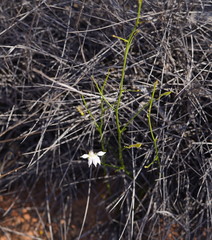 Scaevola depauperata