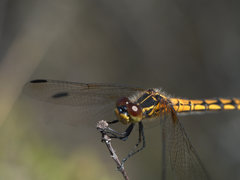 Austrothemis nigrescens