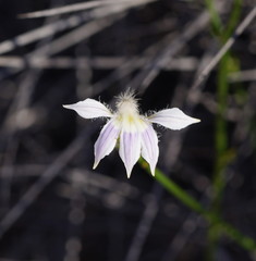 Scaevola depauperata