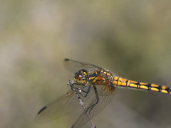 Austrothemis nigrescens