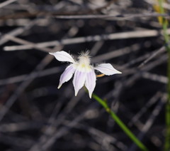 Scaevola depauperata