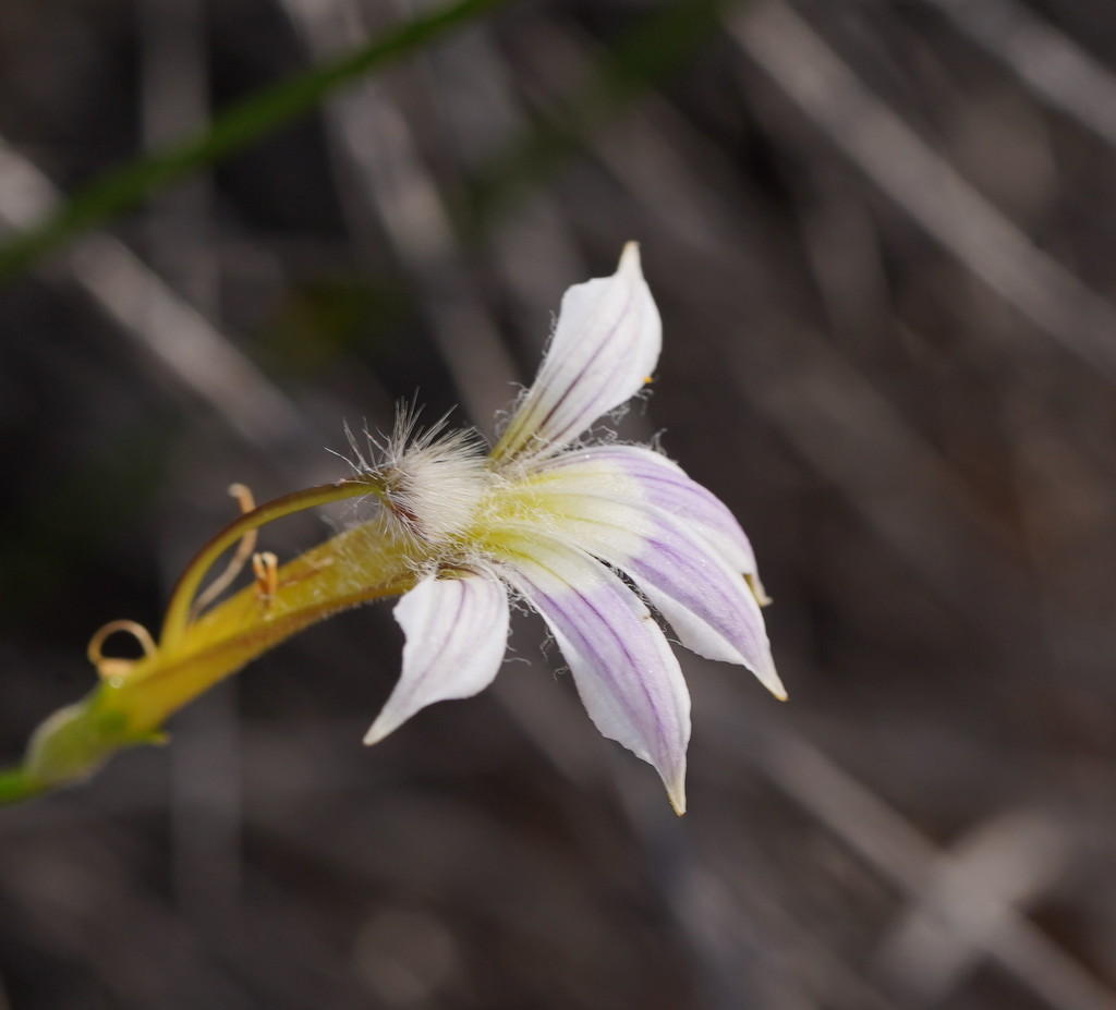 skeleton fan-flower