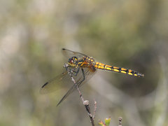 Austrothemis nigrescens