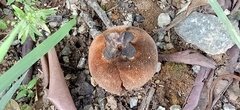 Diospyros blancoi