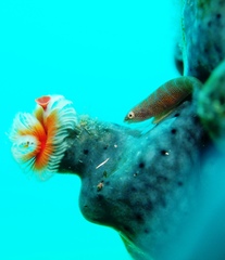 Cochleoceps bicolor