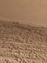 Hemidactylus turcicus