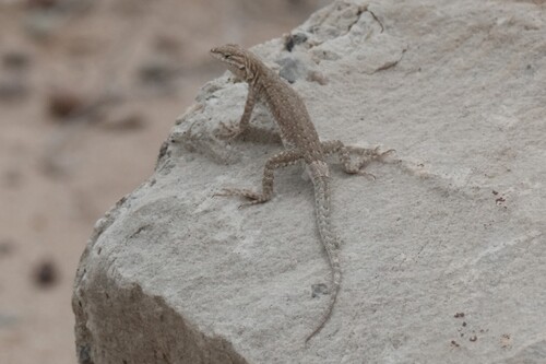 Common Side-blotched Lizard