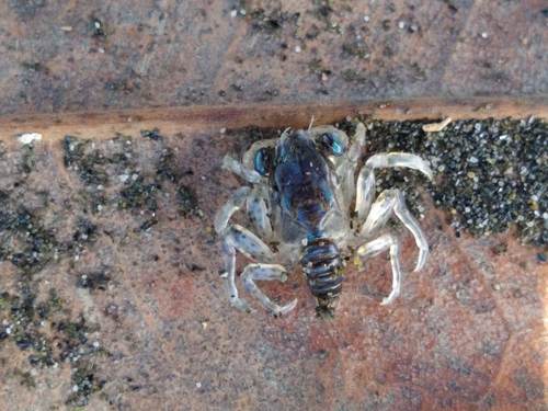 photo of True Crabs (Brachyura)