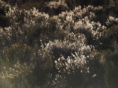 Eriocephalus ericoides