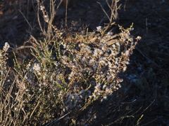 Eriocephalus ericoides