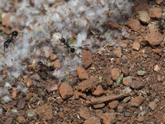 Eriocephalus ericoides