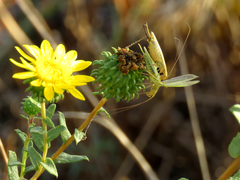 Oecanthus argentinus