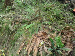 Parapolystichum microsorum