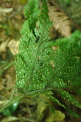 Parapolystichum microsorum