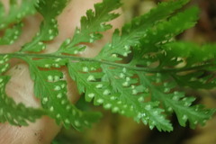 Parapolystichum microsorum