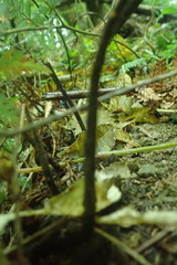 Parapolystichum microsorum