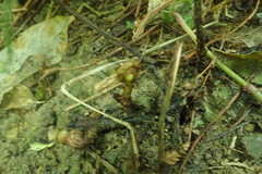 Parapolystichum microsorum