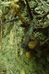 Parapolystichum microsorum