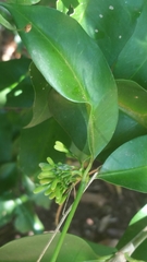 Coptosperma