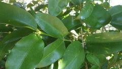 Coptosperma