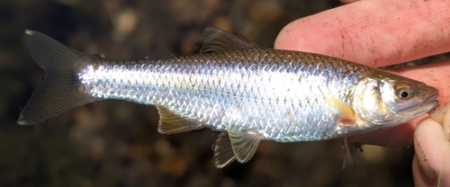 Spotfin Shiner