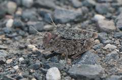 Asiotmethis limbatus