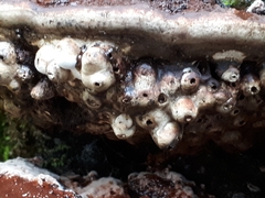 Agathomyia wankowiczii