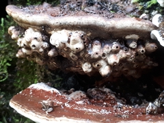 Agathomyia wankowiczii