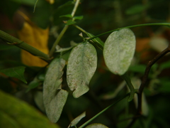 Erysiphe palczewskii