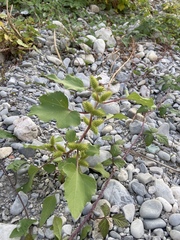 Xanthium orientale italicum