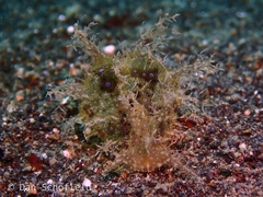 Bursatella ocelligera