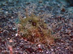 Bursatella ocelligera