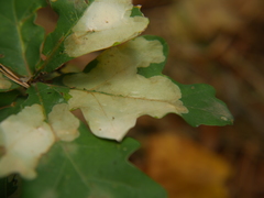 Tischeria ekebladella