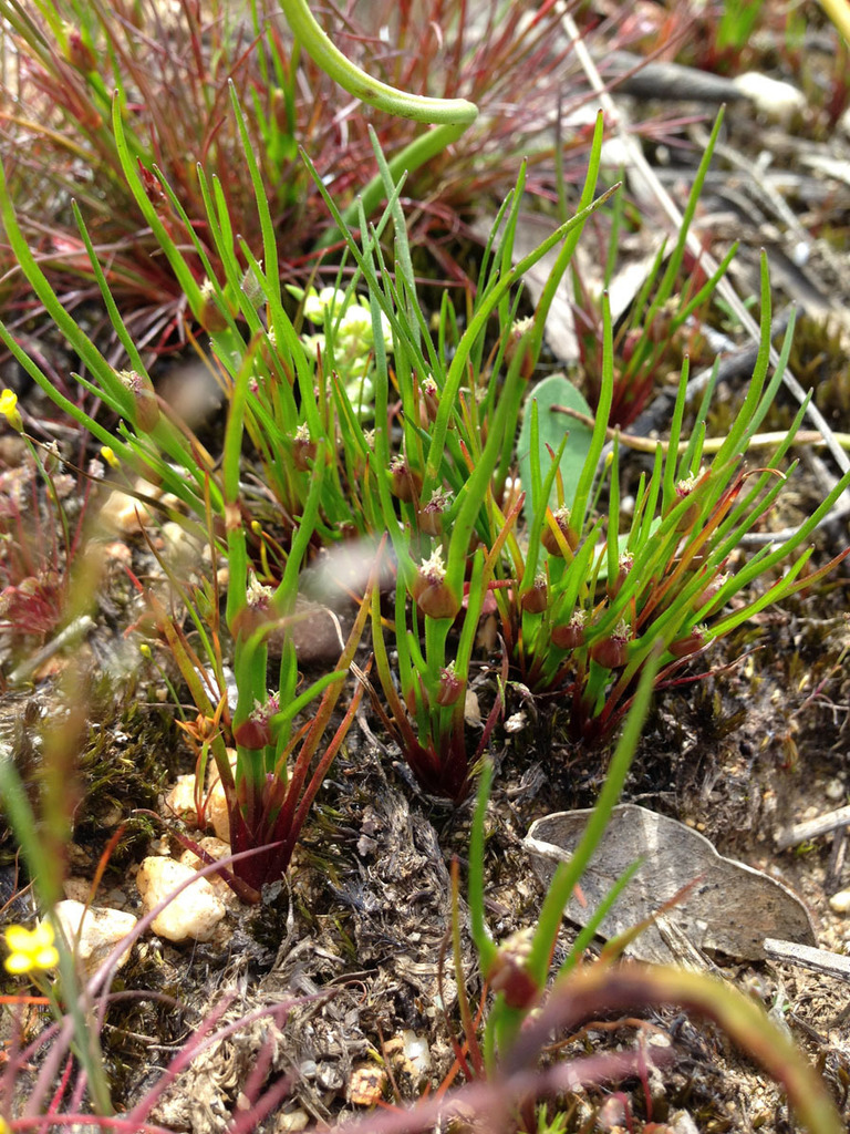 pointed centrolepis