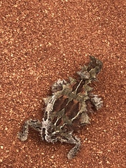 Moloch horridus