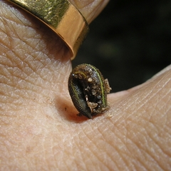 Haemadipsa zeylanica