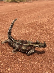 Moloch horridus