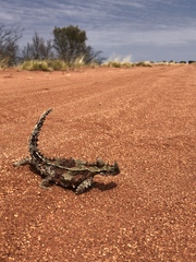 Moloch horridus