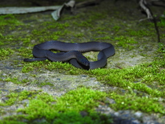 Achalinus formosanus