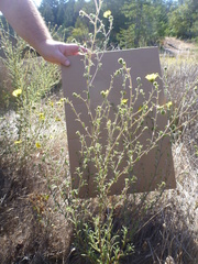 Hemizonia congesta lutescens