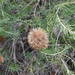 Banksia telmatiaea - Photo (c) Joey Santore, μερικά δικαιώματα διατηρούνται (CC BY-NC), uploaded by Joey Santore