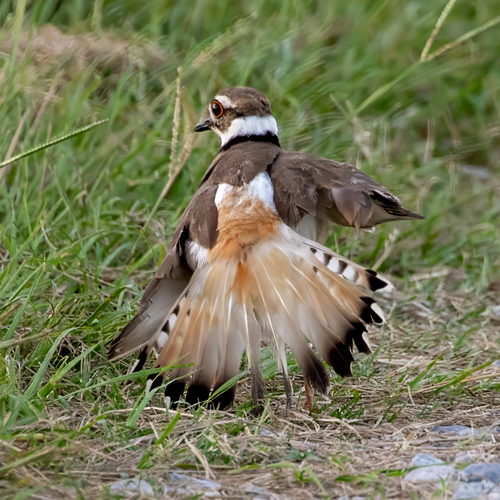 Killdeer photographed in South Carolina