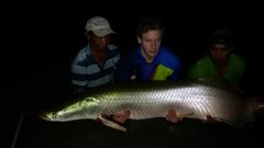 Arapaima gigas