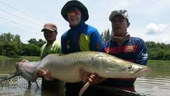 Arapaima gigas