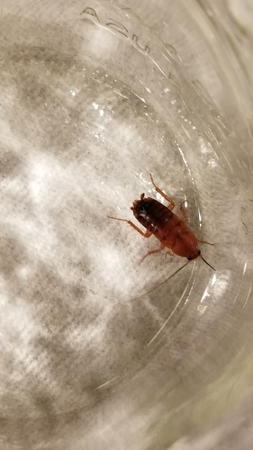 Turkestan cockroach