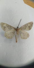 Alcis deversata