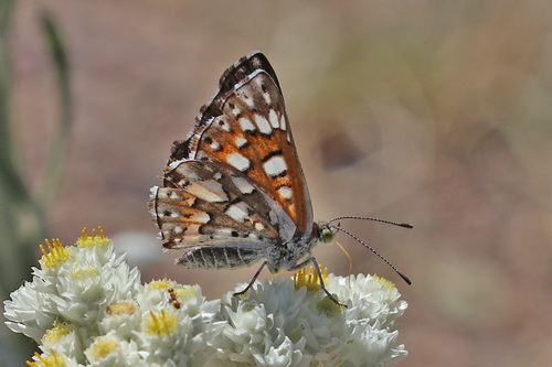 Mexican Metalmark