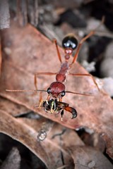 Myrmecia analis