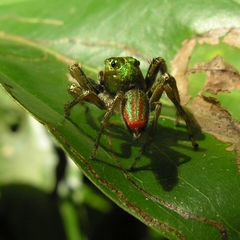 Colopsus