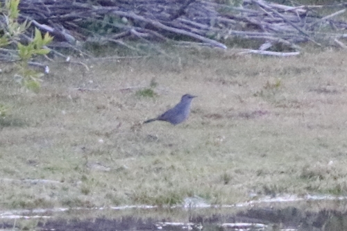 Gray Catbird photographed in Wyoming